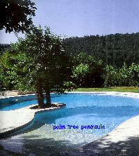 palm tree on pool peninsula